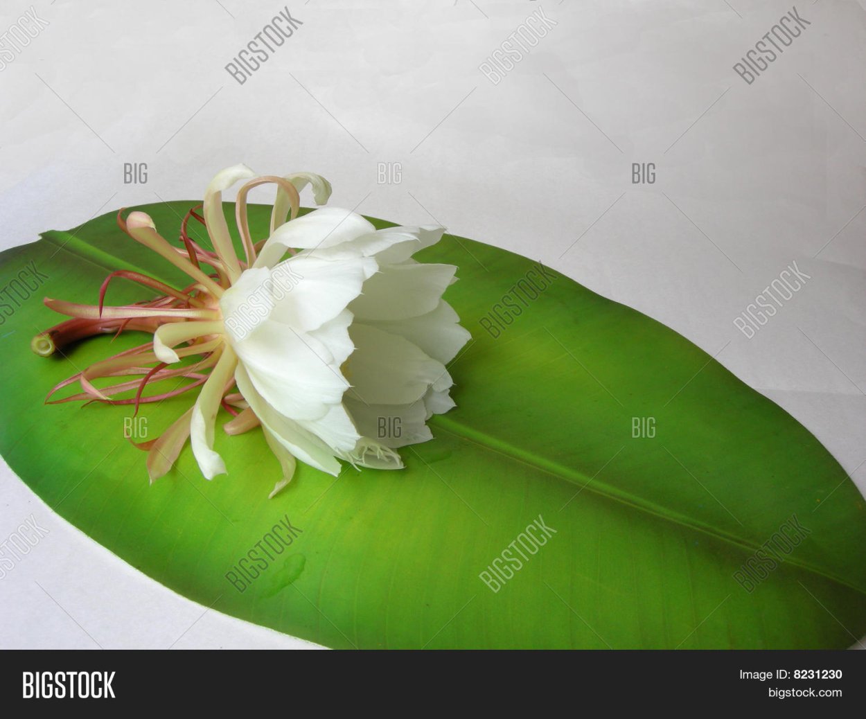 Горный Лотос Брахма-Камал