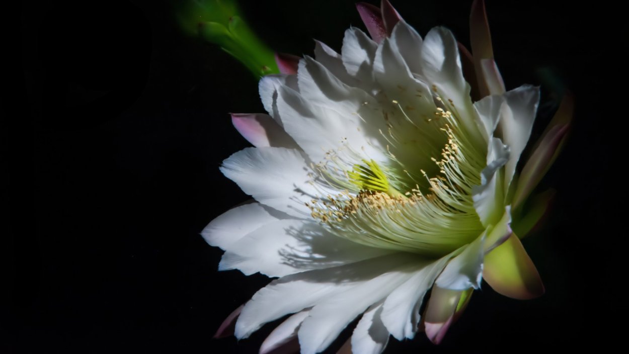 Брахма Камал цветок