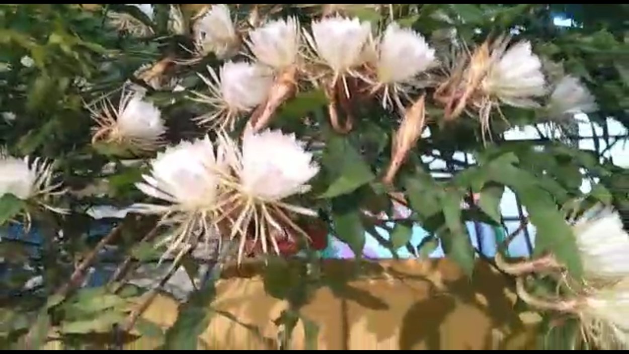 Обои розовые Лотосы