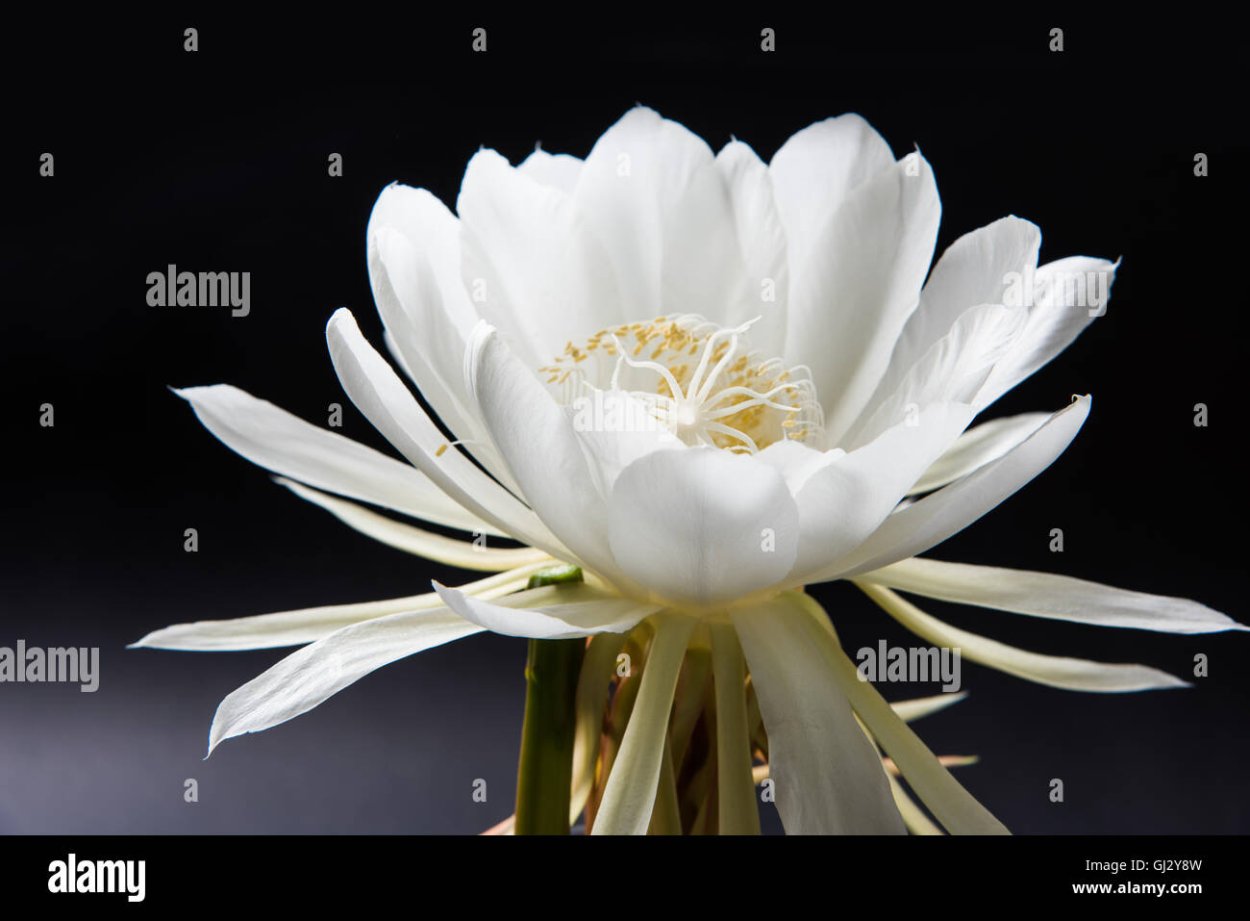 Горный Лотос Брахма-Камал