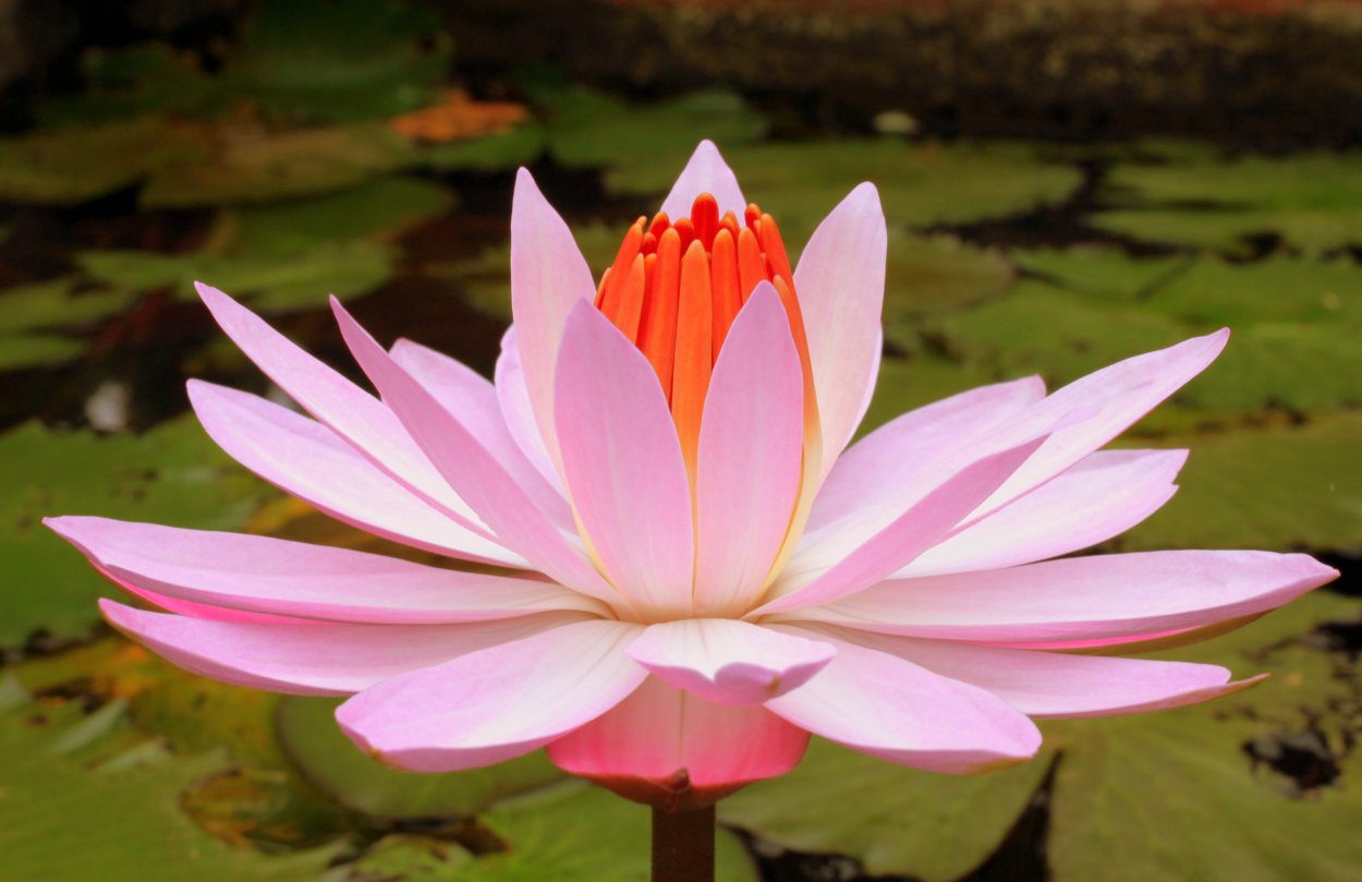 Лотосы на закате