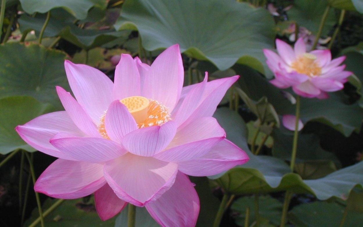 Шива Вишну Шакти