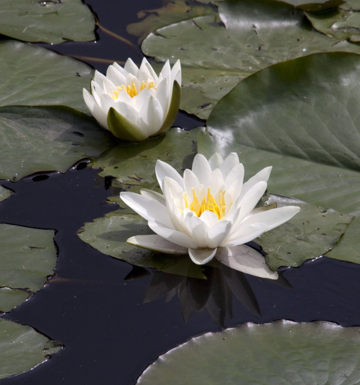 Белый Лотос Бартлот