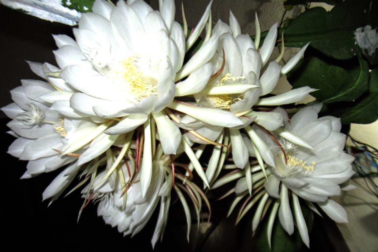 Золотой Лотос цветок