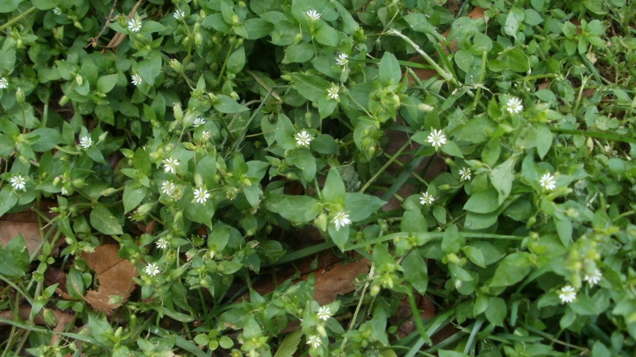 Мокрица трава съедобная