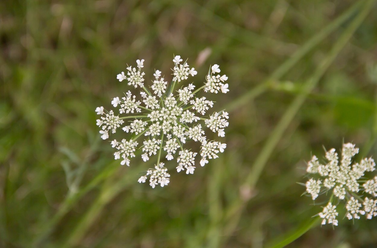 Queen Anne's Lace растение