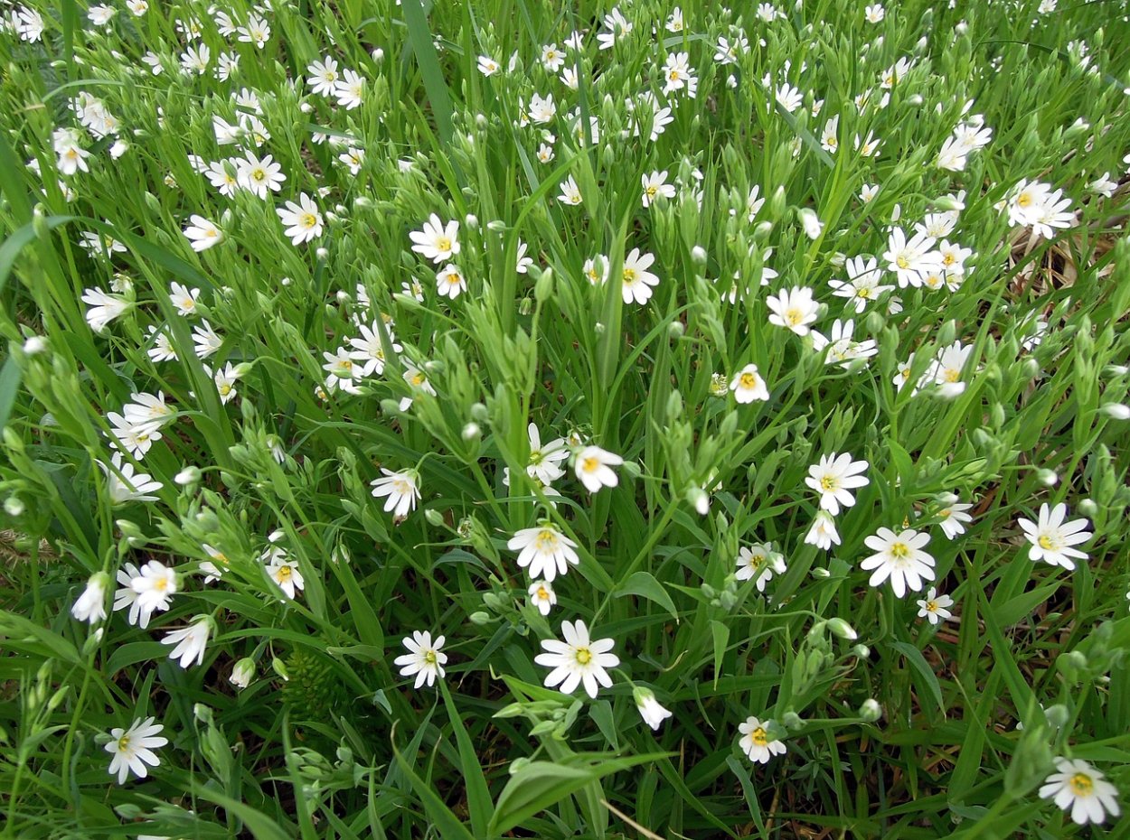 Бедренец Крымский