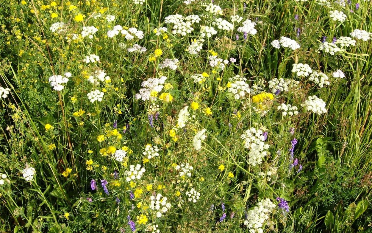 Полевые травы