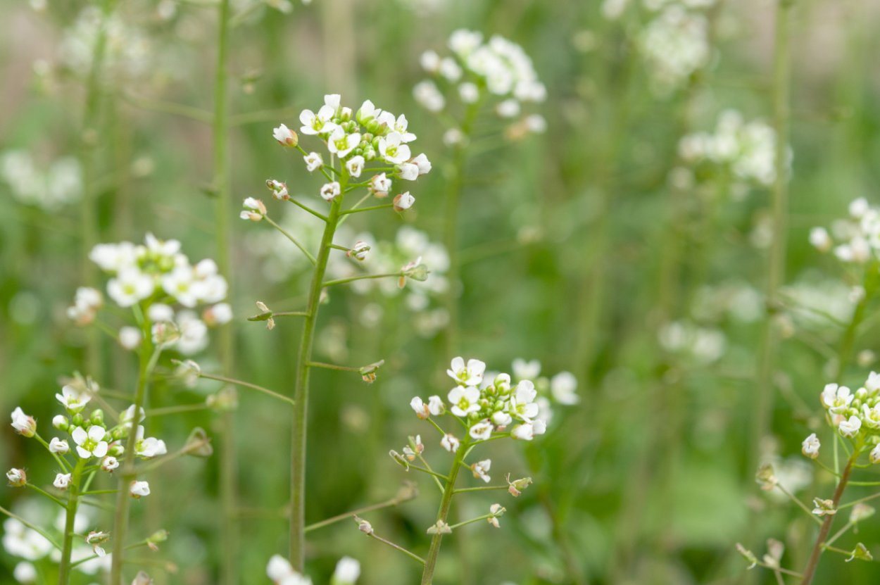 Пастушья сумка Capsella Bursa-pastoris (l.) Medicus