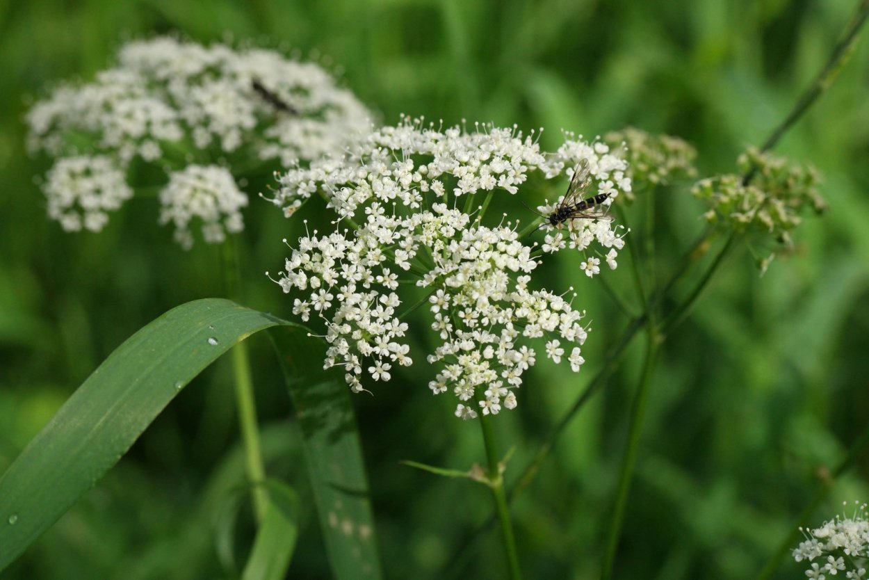 Сныть обыкновенная
