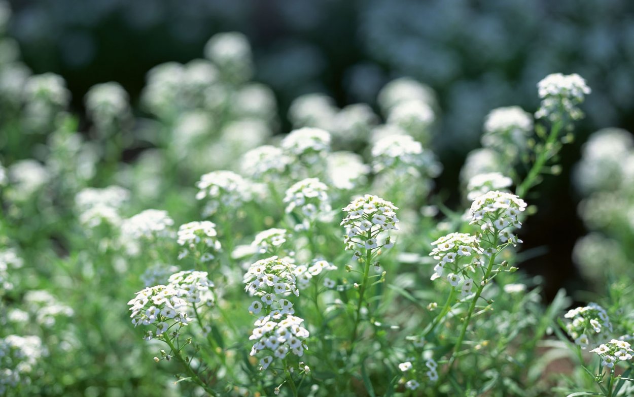 Мелкие белые полевые цветы