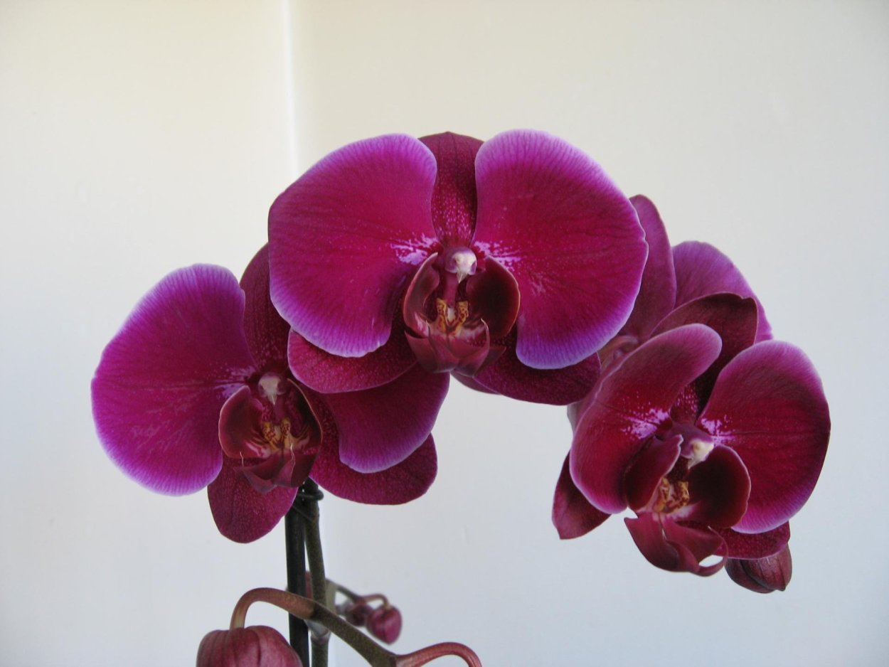 Phal. Julia