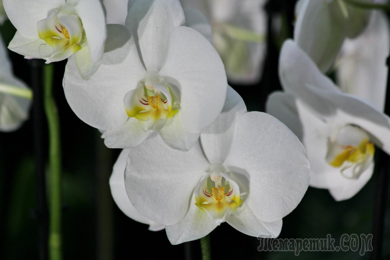 Фаленопсис Mosaic