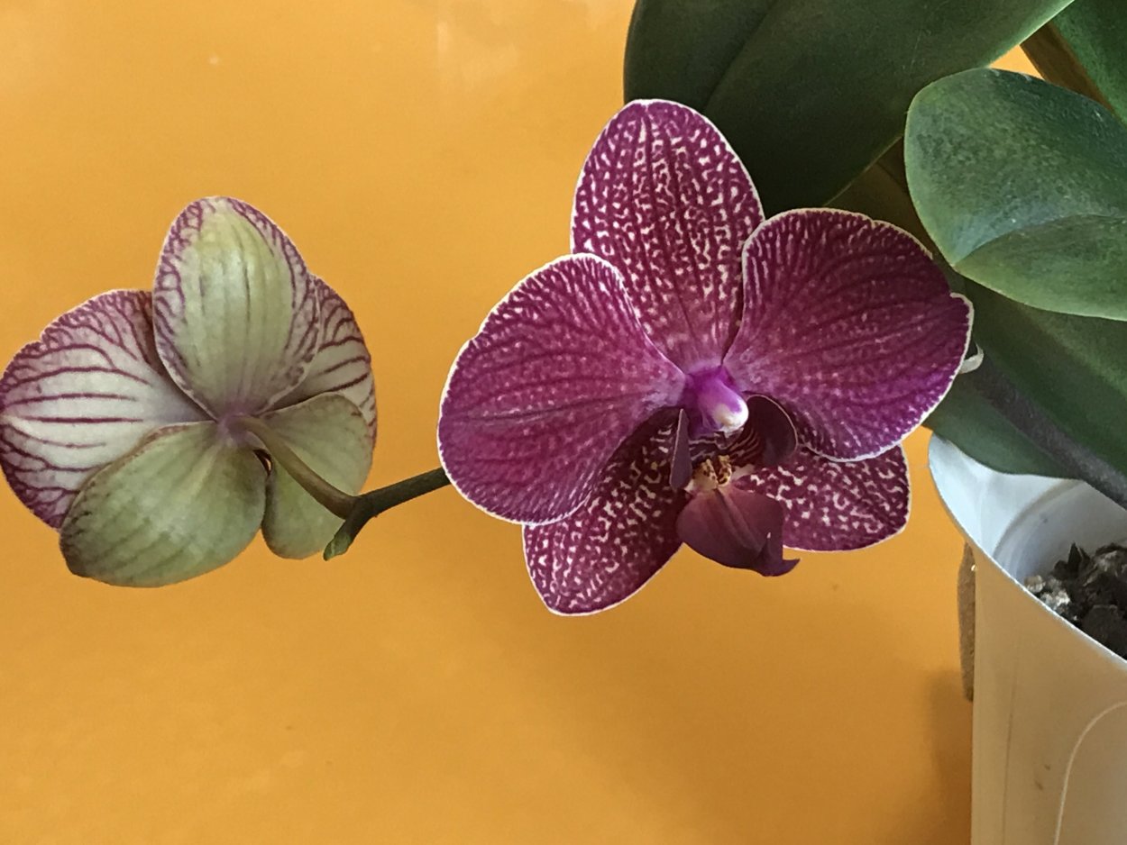 Орхидея Phalaenopsis Mikimoto