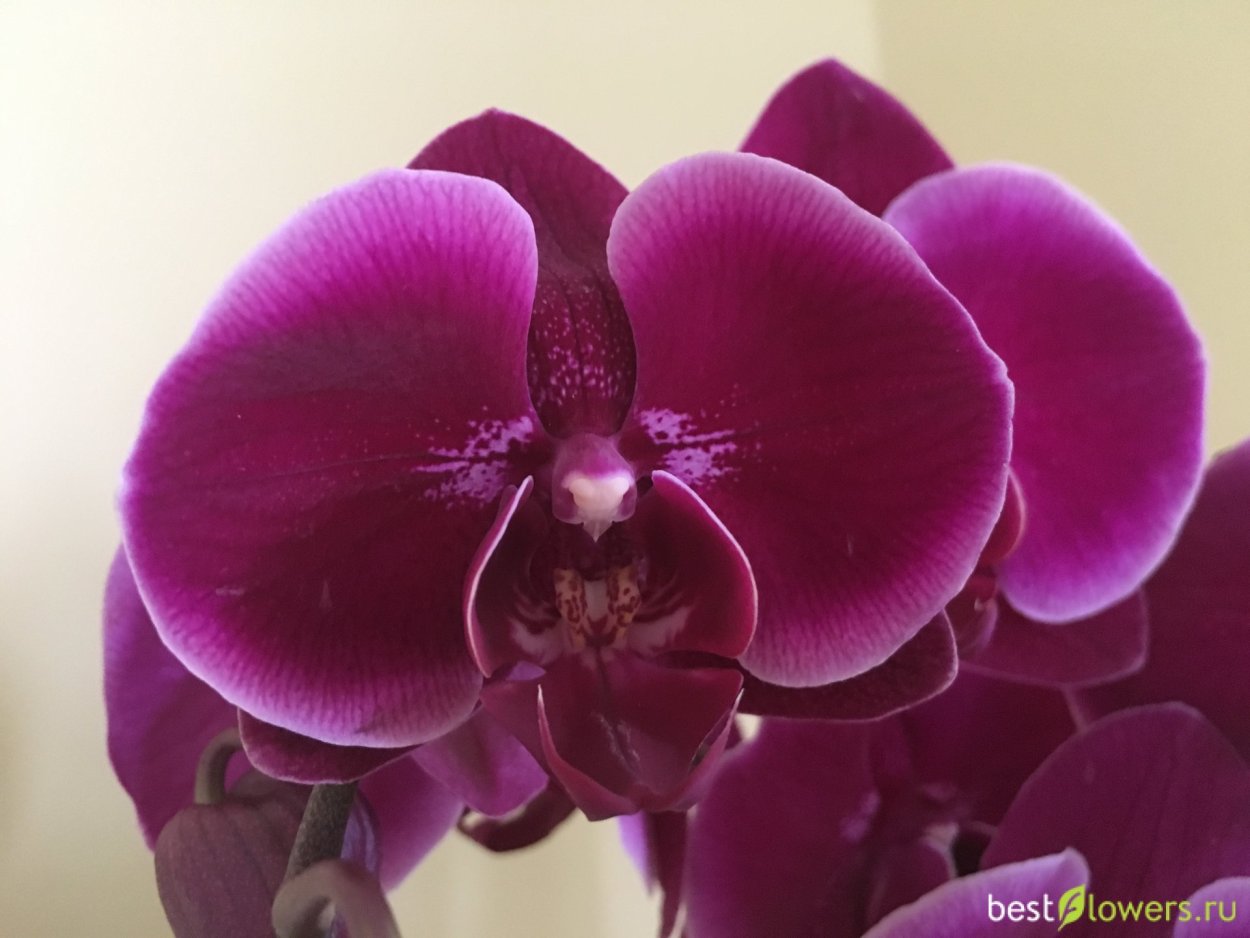 Орхидея Phalaenopsis Arlekin