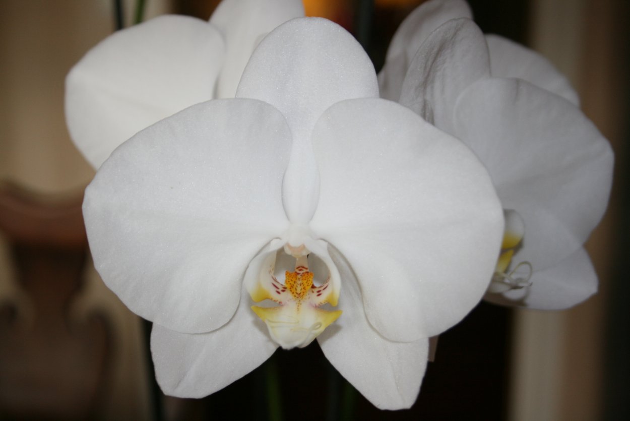 Орхидея Оксфорд