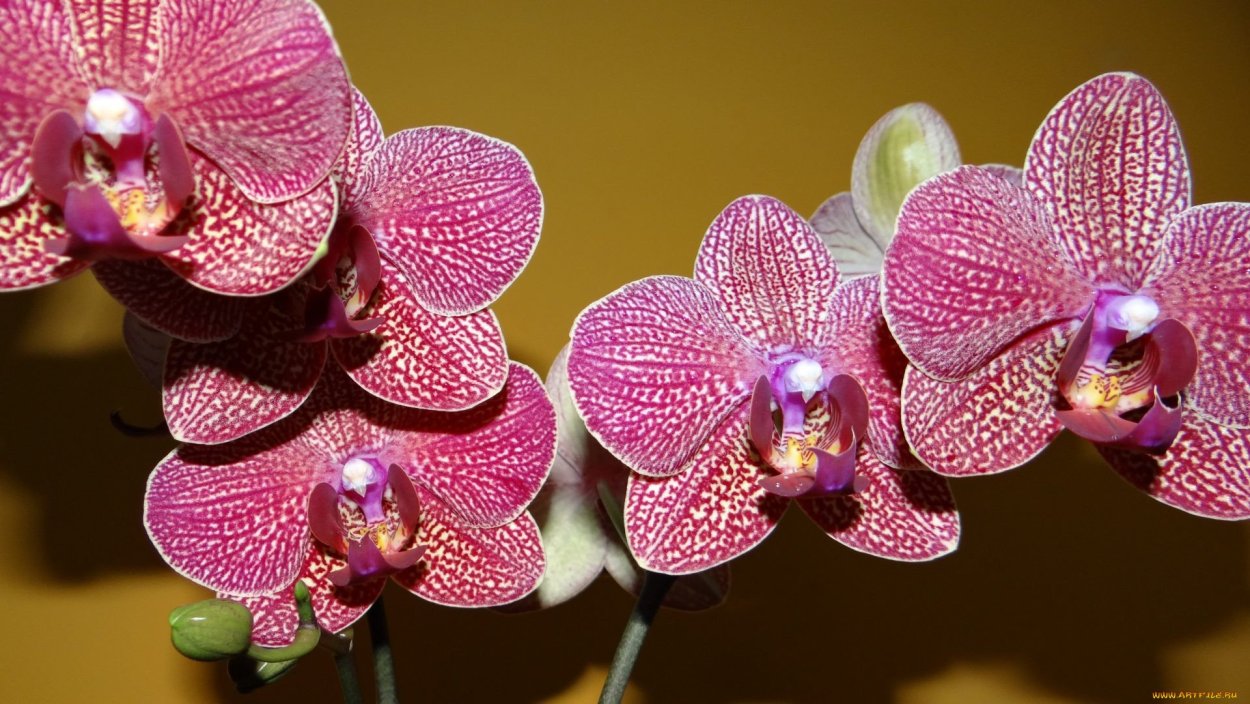 Фаленопсис Wiganiae