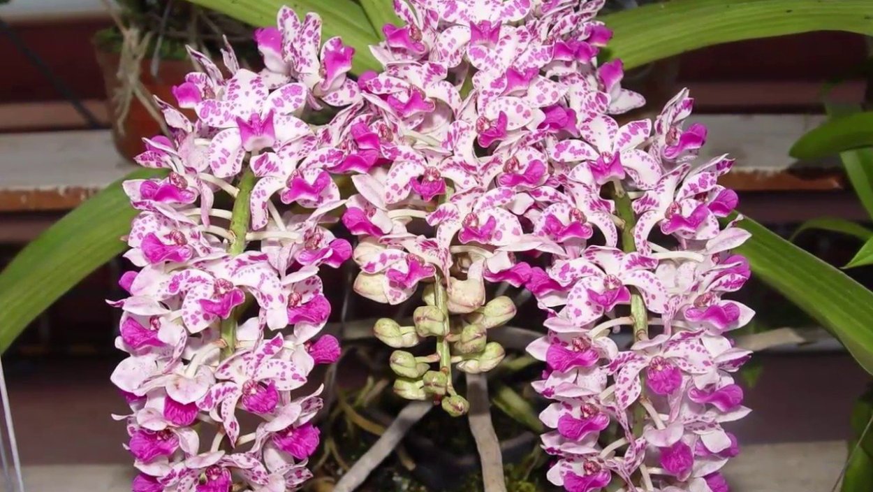 Фаленопсис Элегант Джулия