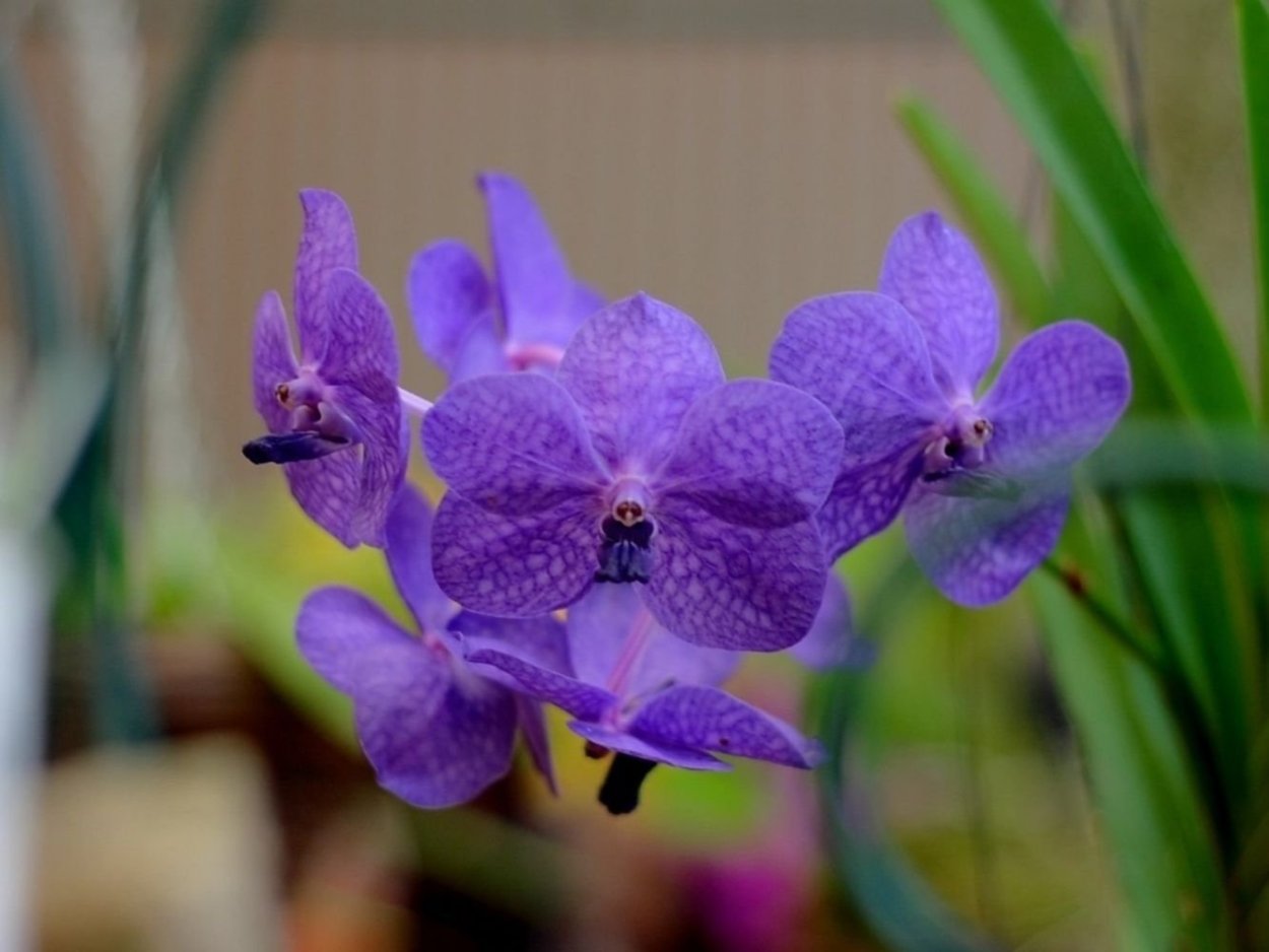 Фаленопсис перпл Миракл