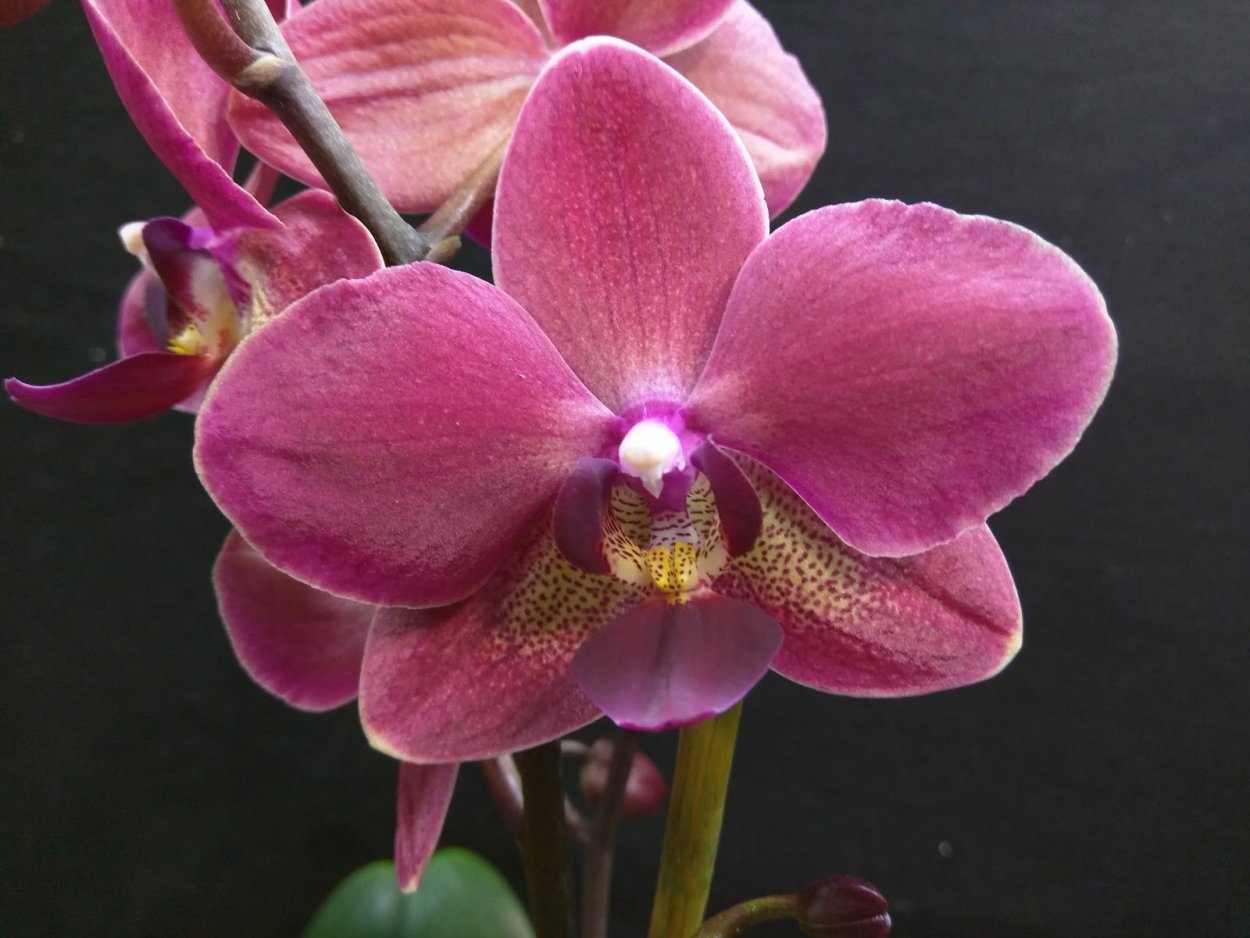 Фаленопсис Люксор