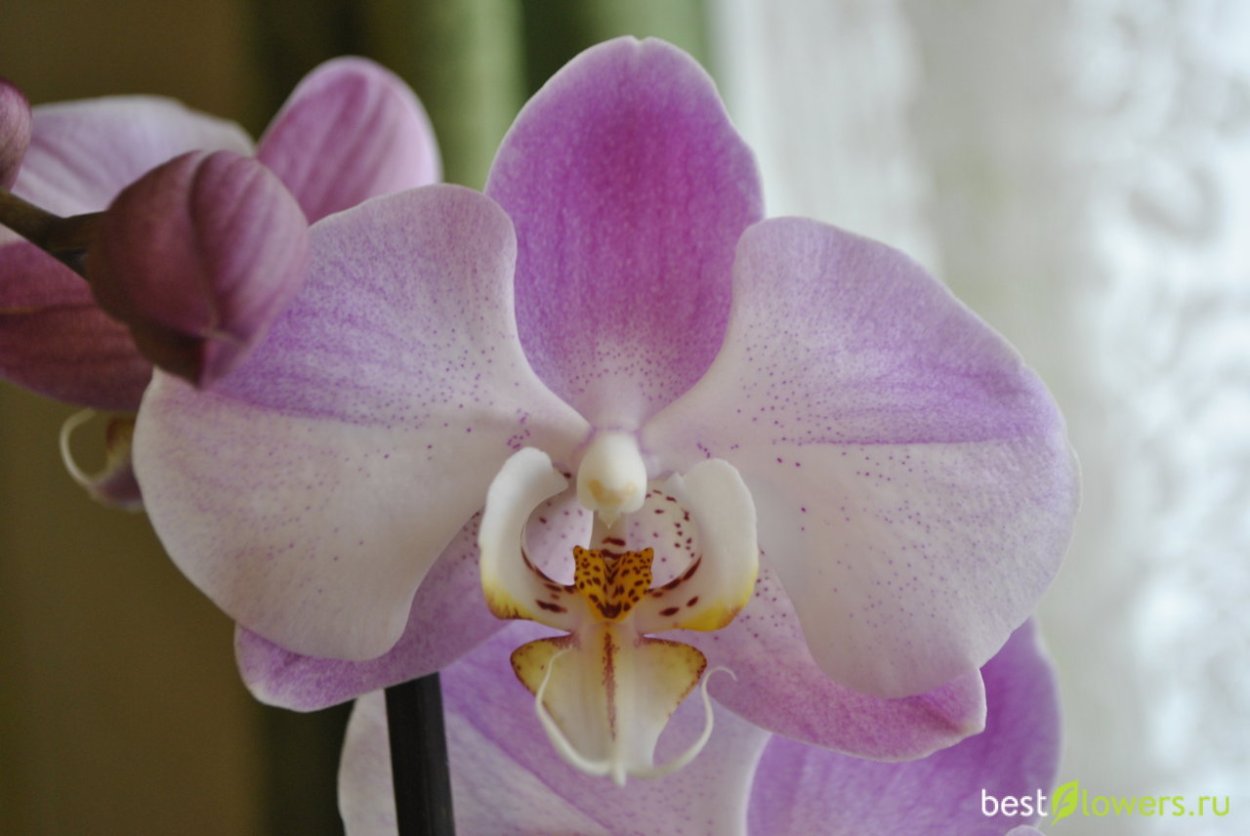Фаленопсис Пурпл Миракл