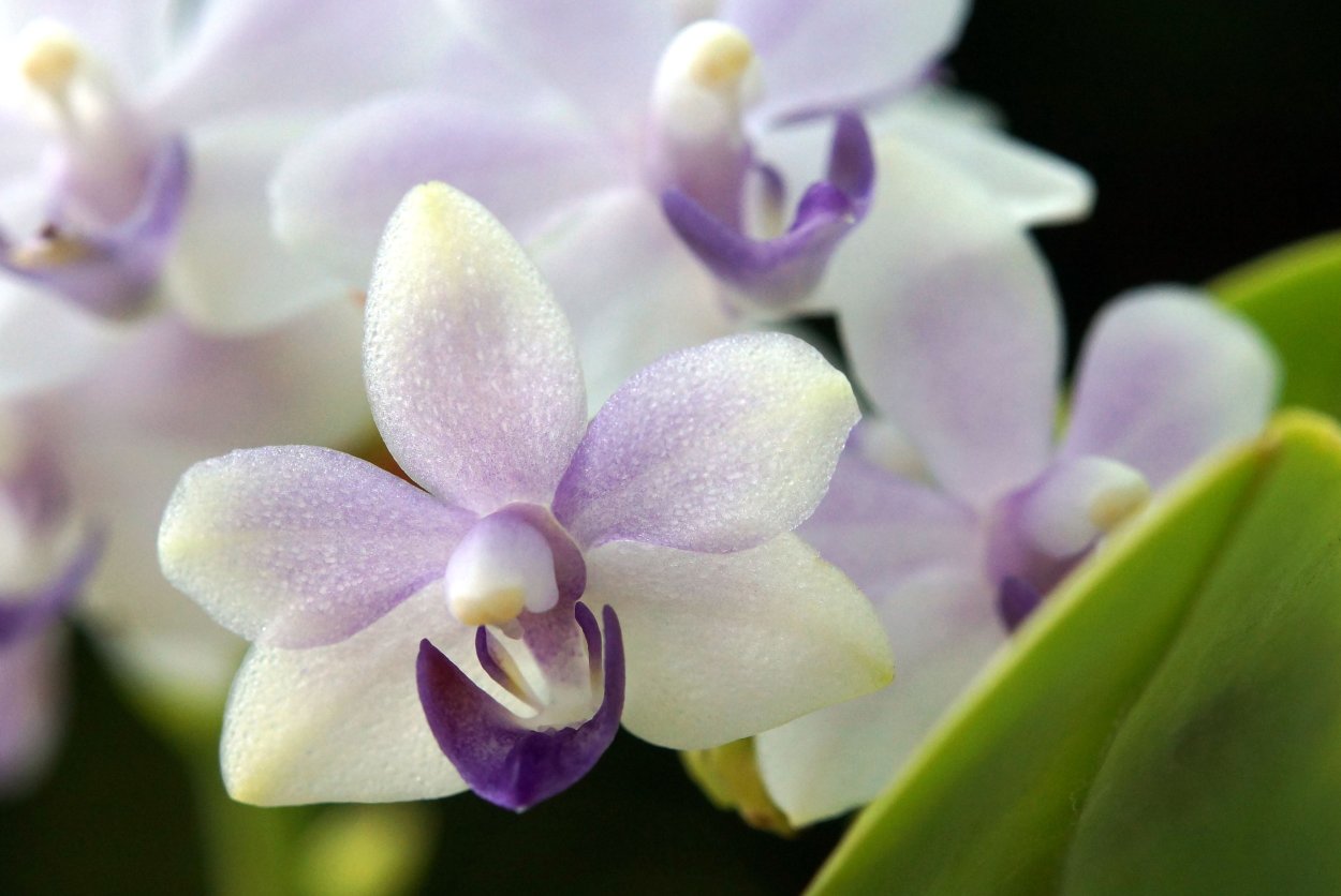 Фаленопсис Армион