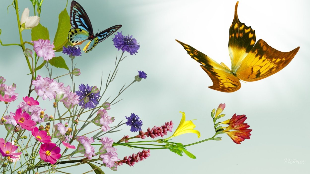 Мак полевой Василек