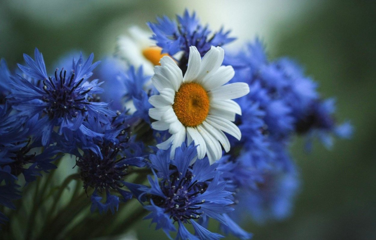 «Поле Васильков»