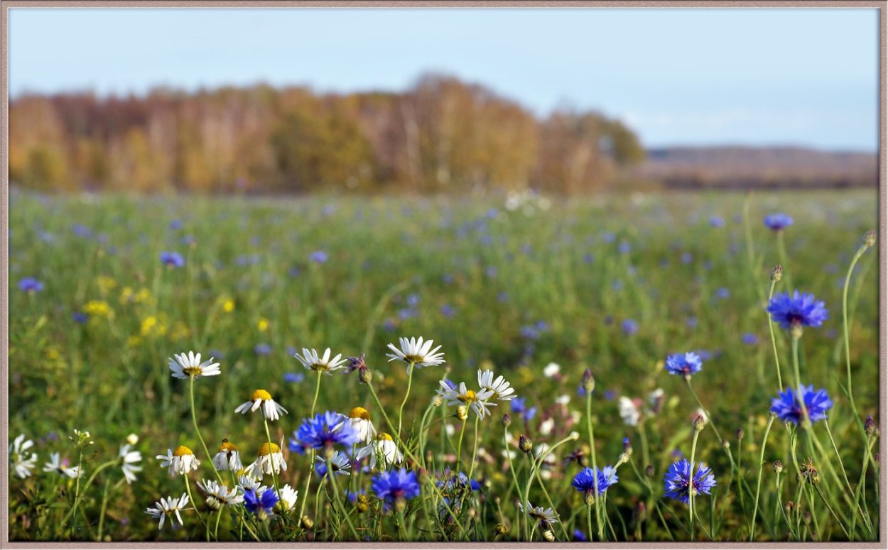 Васильки, Клевер, луговые цветы