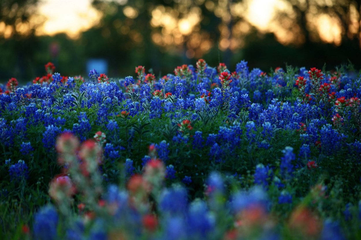 Полевые цветы Василек