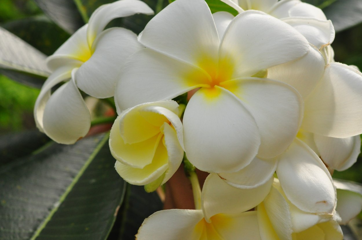 Жасмин Плюмерия