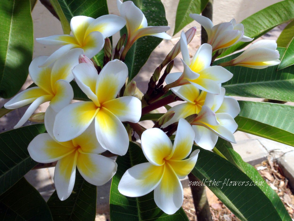Франжипани Жасмин
