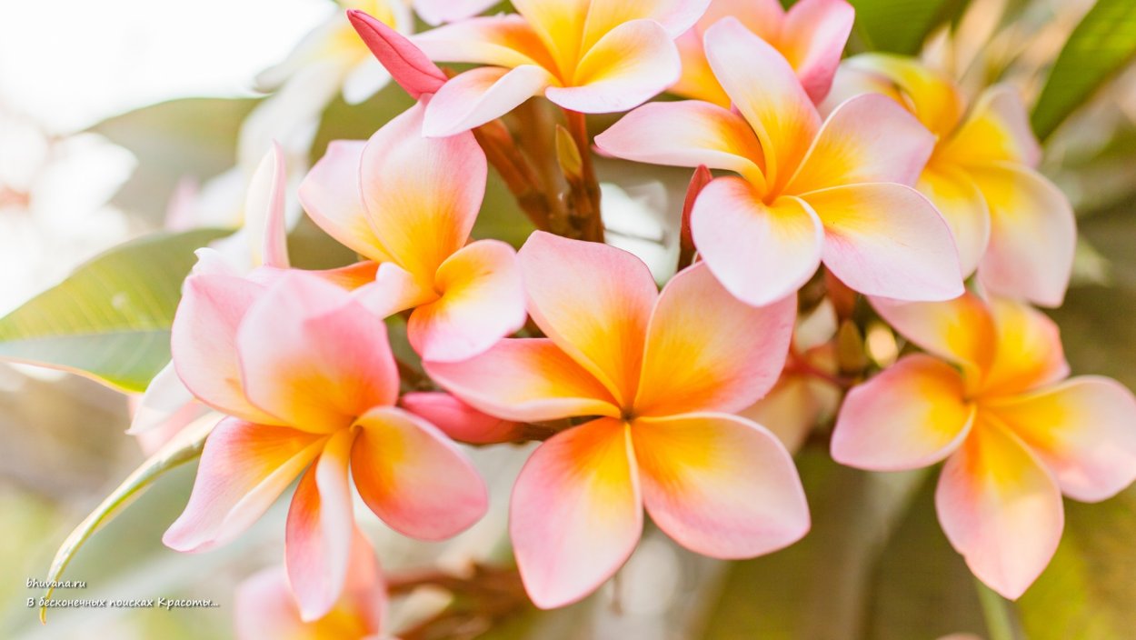 Плюмерия Франжипани Мальдивы