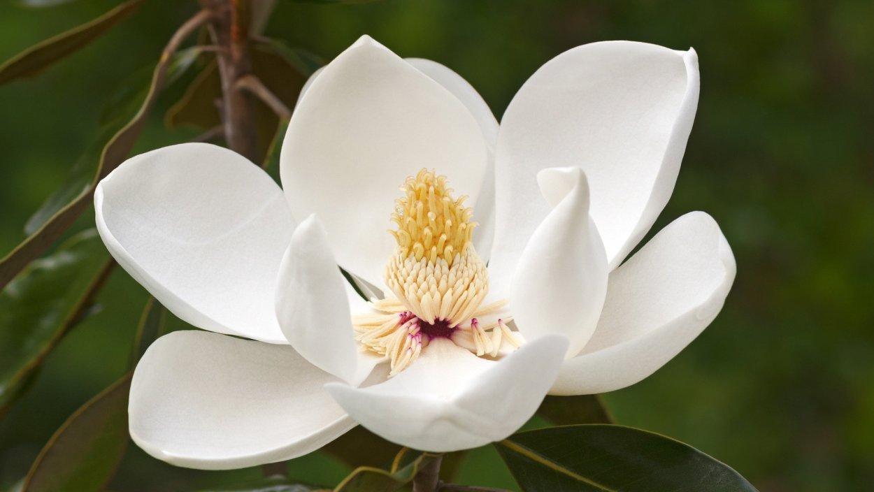 Magnolia pterocarpa