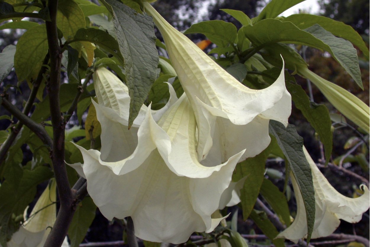 Цветы для инстаграмма