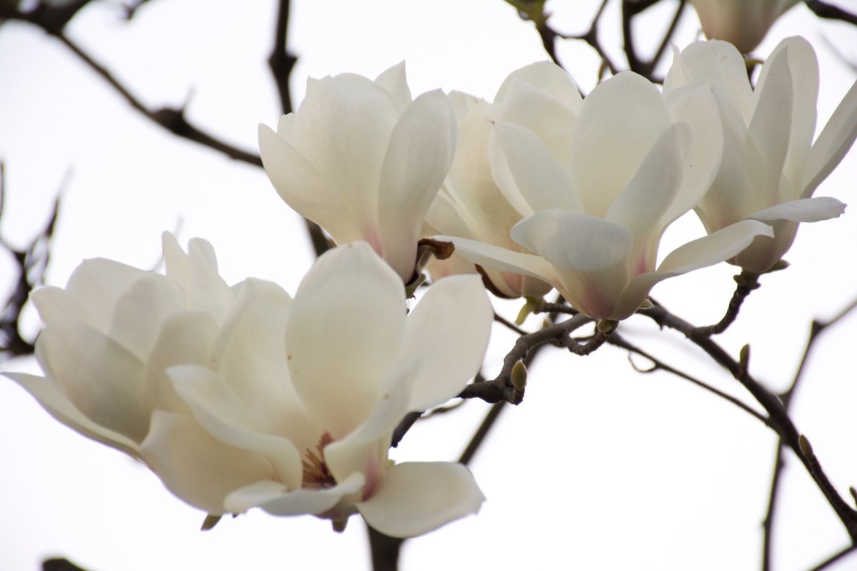 Магнолия белая дерево
