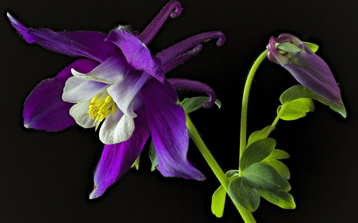 Аквилегия (Aquilegia)
