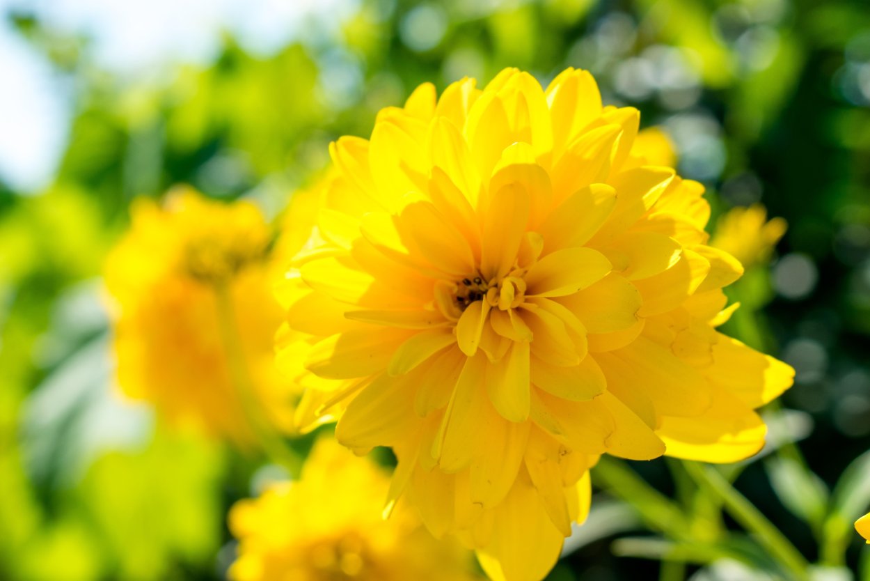 Желтые хризантемы и розы