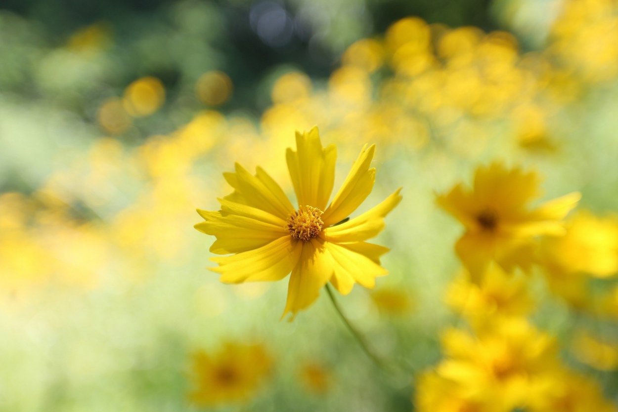 Мир в желтом цвете