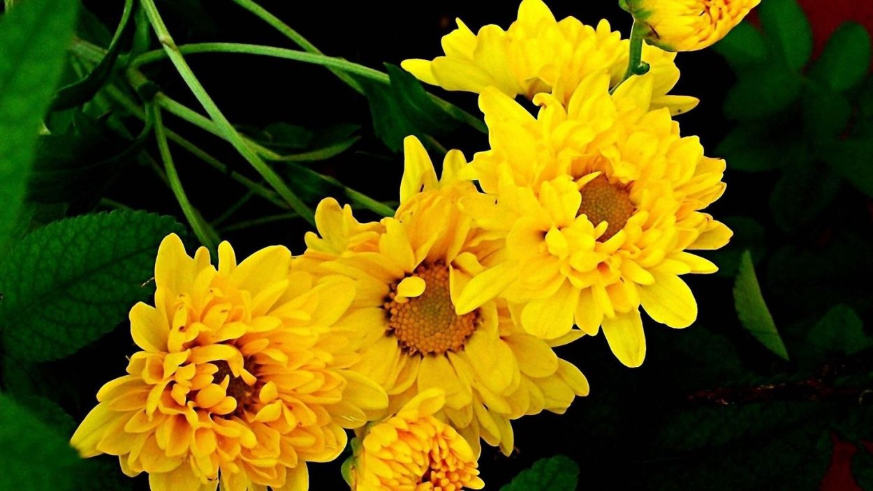 Хризантема Еллоу страйк