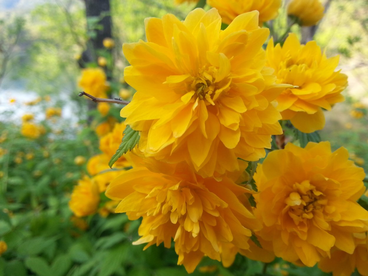 Букет мимозы