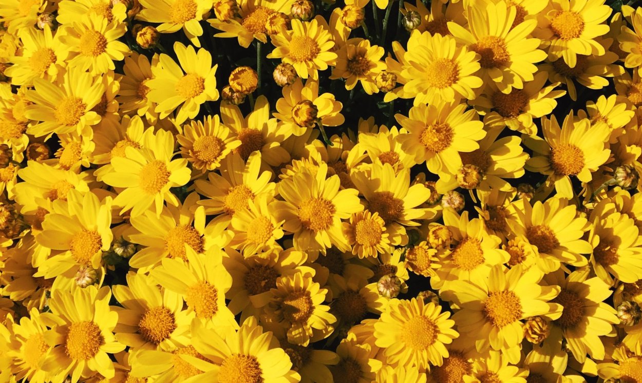 Открытки с днём рождения женщине с желтыми цветами