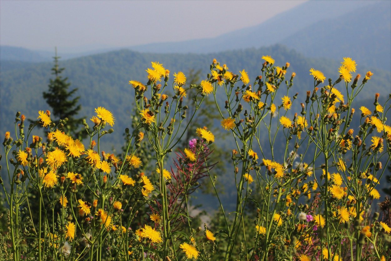 Кузнецкий Алатау растения