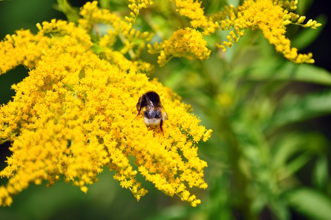 Хризантема Лимончелло