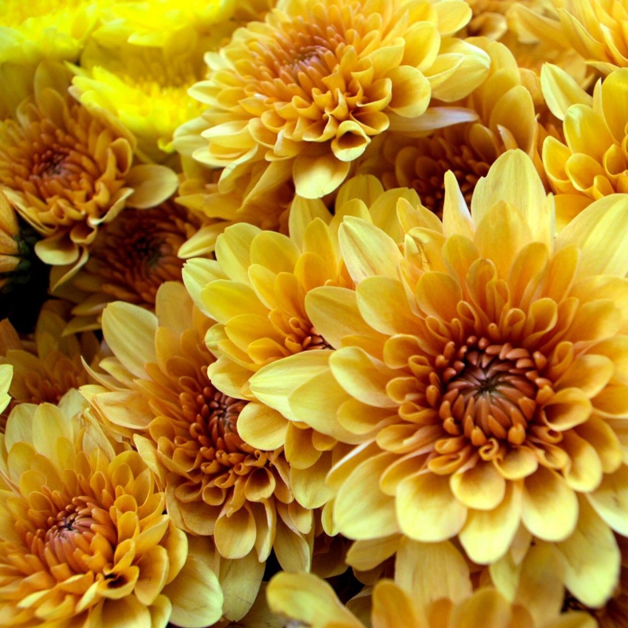 Желтый цвет