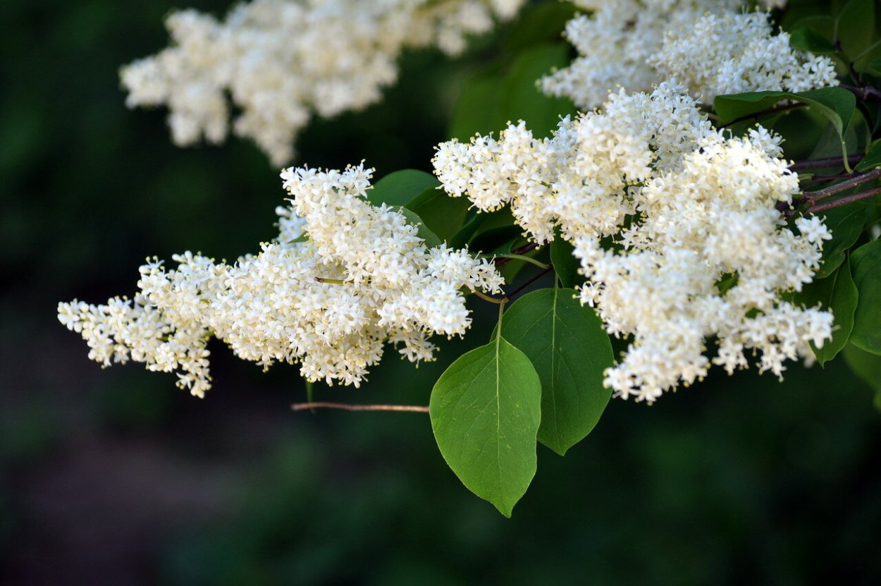 Сирень Амурская (Трескун Амурский)