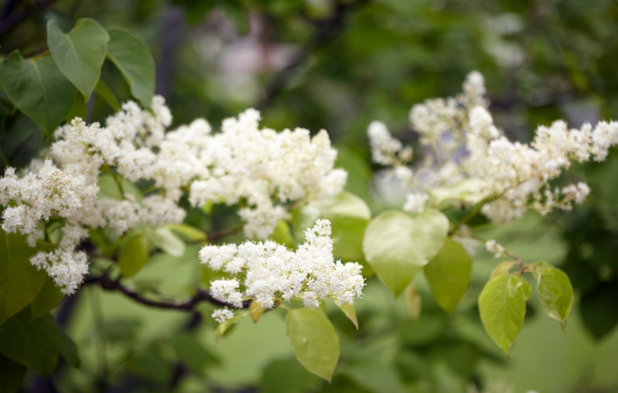 Сирень Амурская Syringa amurensis