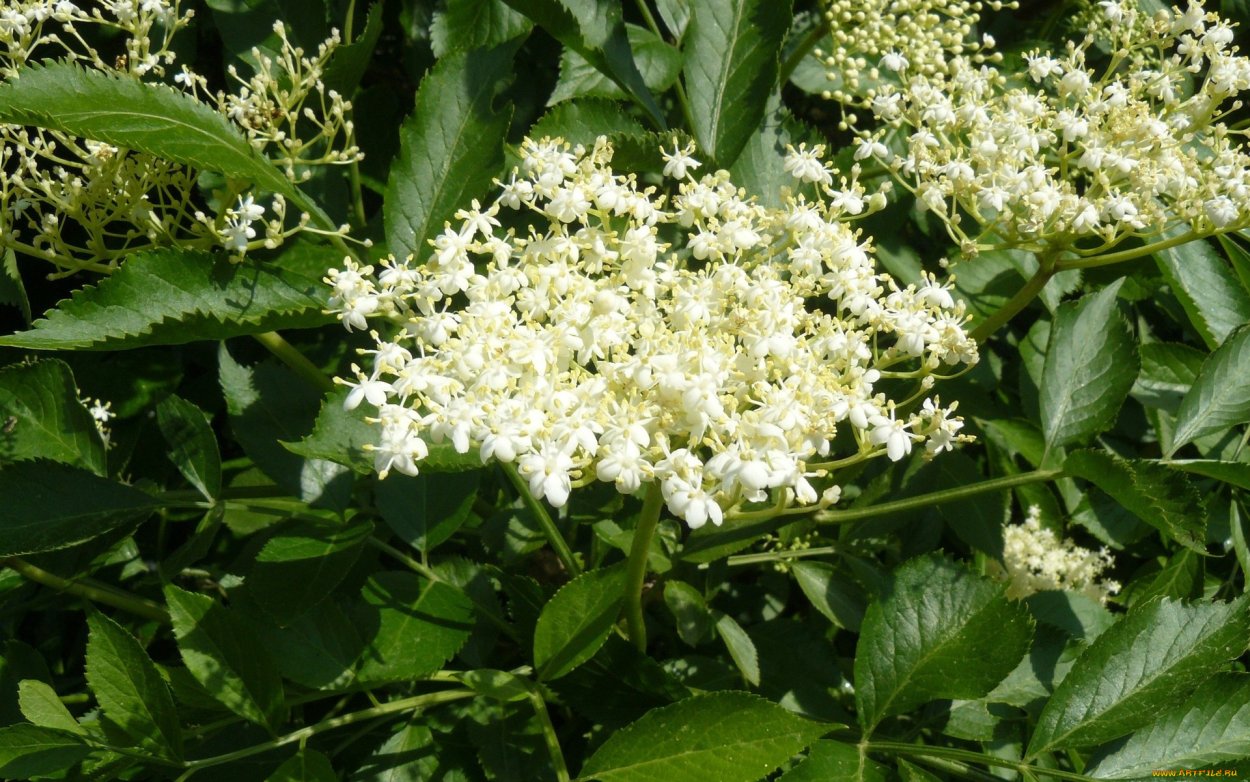 Дерево с белыми соцветиями