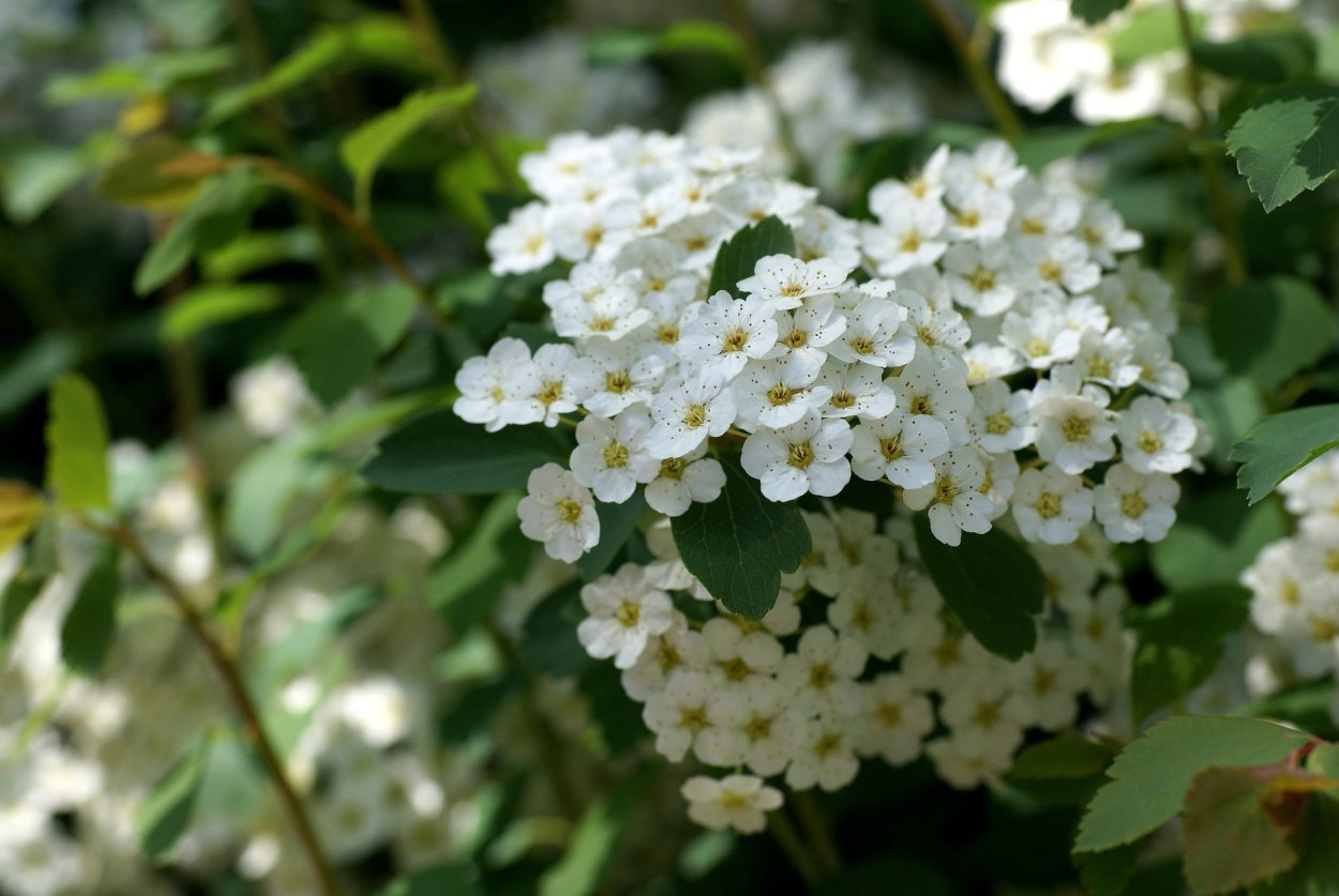 Сухие маленькие белые цветочки