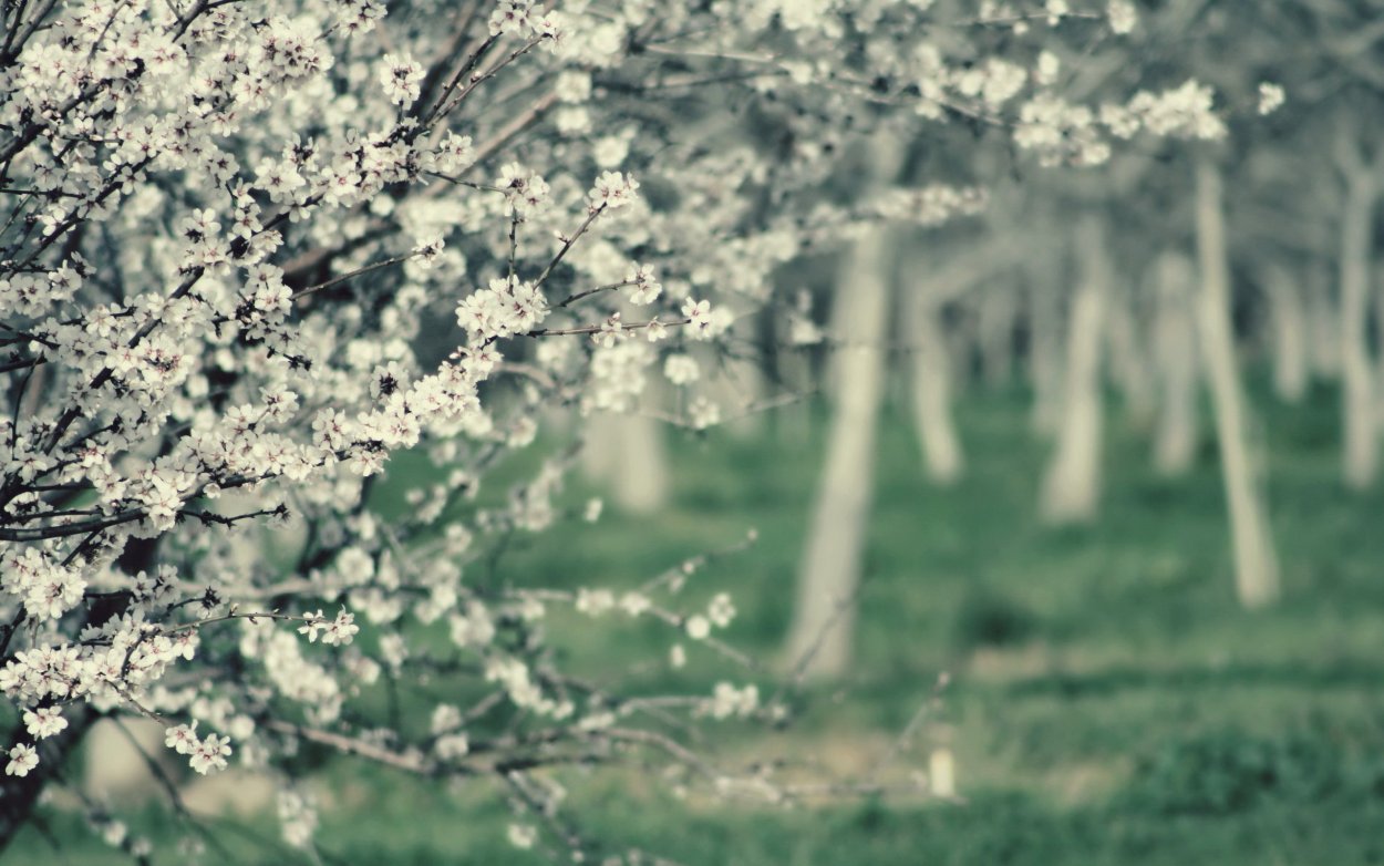 Деревья цветущие белыми цветами